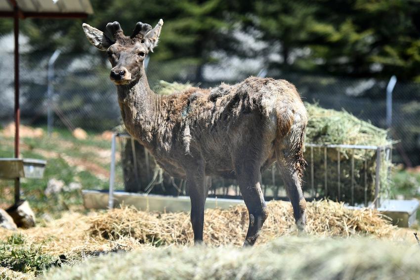 İZMİR'DE DOĞDULAR MANİSA'DA YAŞAYACAKLAR