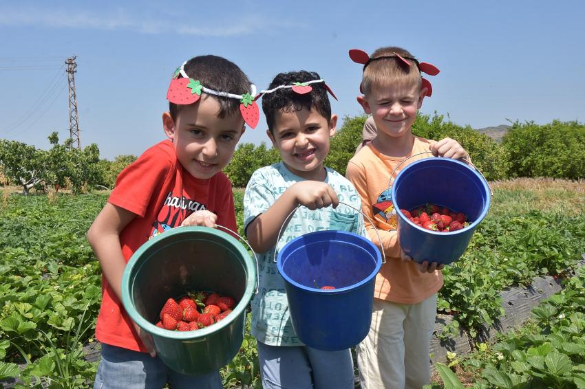 MENEMEN'DE ÇİLEK KOKULU GÜNLER BAŞLIYOR