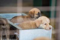 İZMİR'DE TÜM KÖPEKLER İÇİN TOPLAMA KARARI ÇIKTI