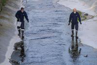 İZMİR'DE O SİNEKLER ZARARSIZMIŞ