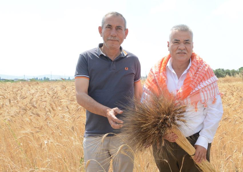 TORBALI'DA BUĞDAY HASADI ZAMANI